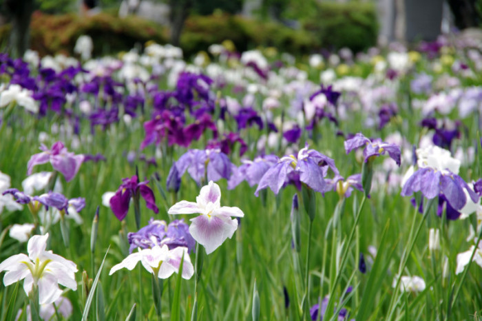 知立公園花しょうぶまつり／知立市 -輝くまち、みんなの知立‐