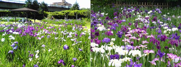 （写真）花しょうぶ園