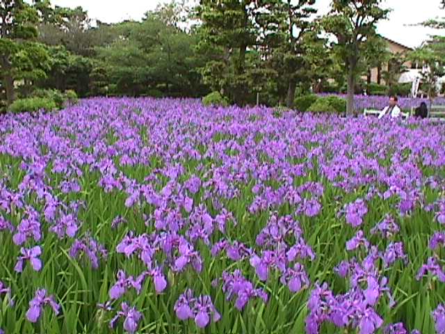 （写真）八橋かきつばた