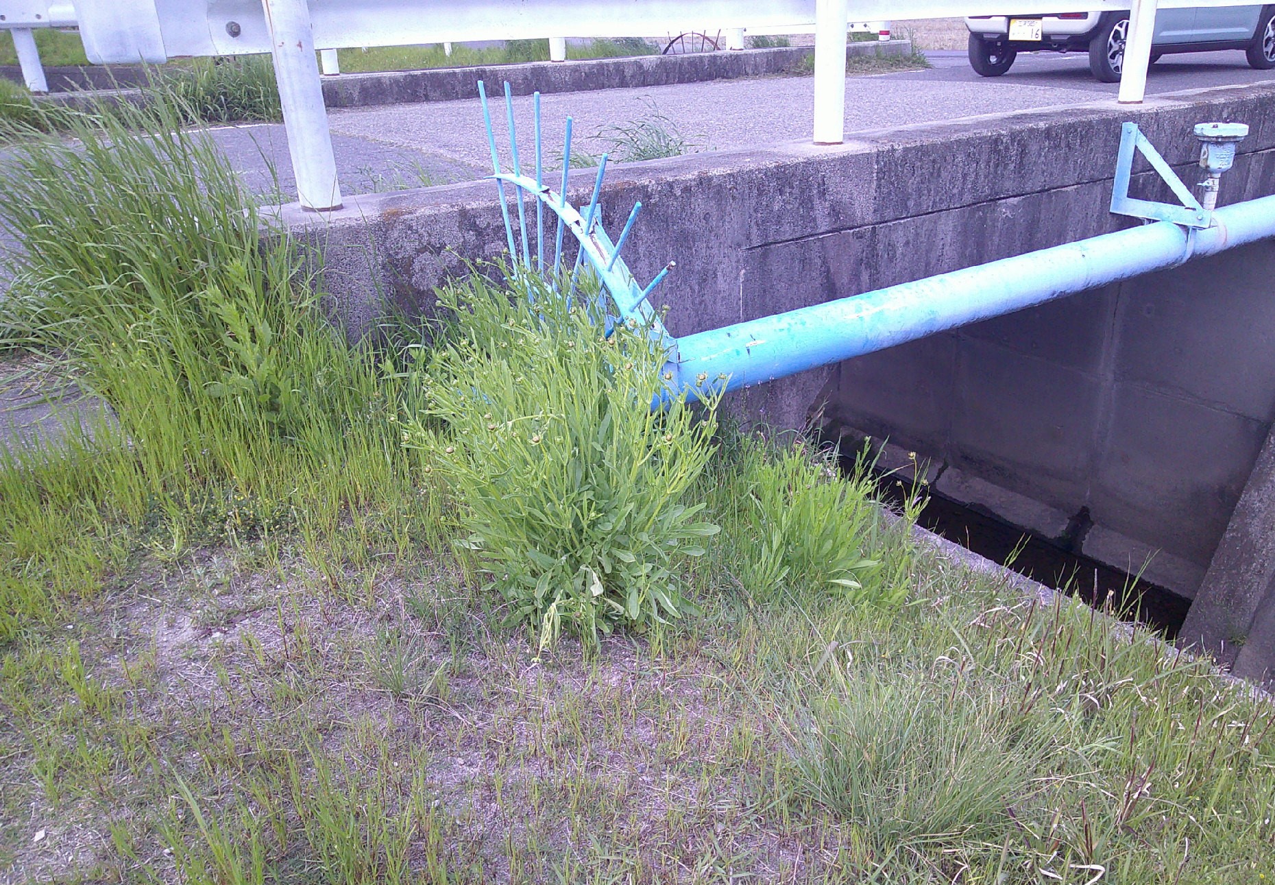 作業前の生育状況