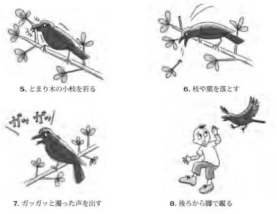 カラス攻撃プロセス2