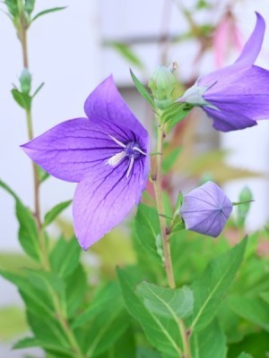 R5.6.00chokiojisan kikyou