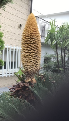 蘇鉄