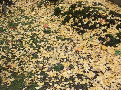 （写真）イチョウの落葉