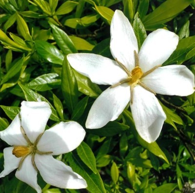 R5.6.3yangusinia kuchinasi