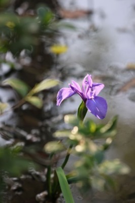 R5.5.2chokiojisan kakitubata2