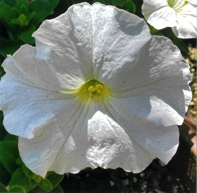 R5.6.4yangusinia pechunia