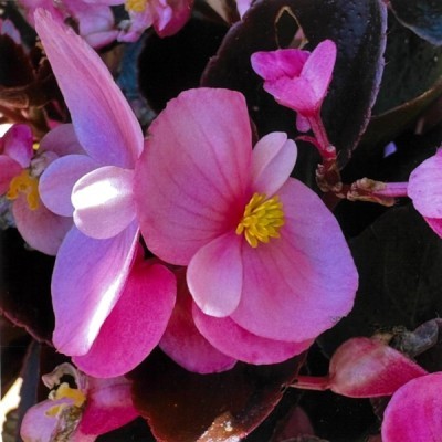 R5.6.4yangusinia begonia