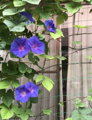琉球朝顔