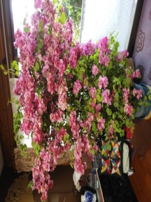 R5.5.2hanatoojisan bu-genbiria