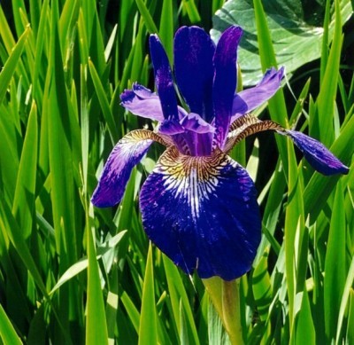 R5.5.9yangusinia koayame