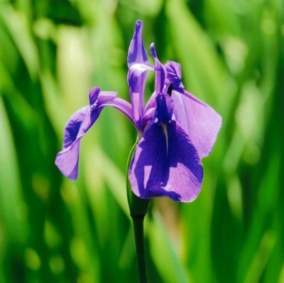 R5.5.2yangusinia kakitubata