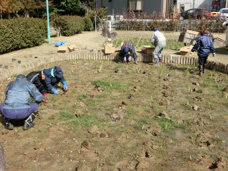 (写真)花しょうぶの補植1