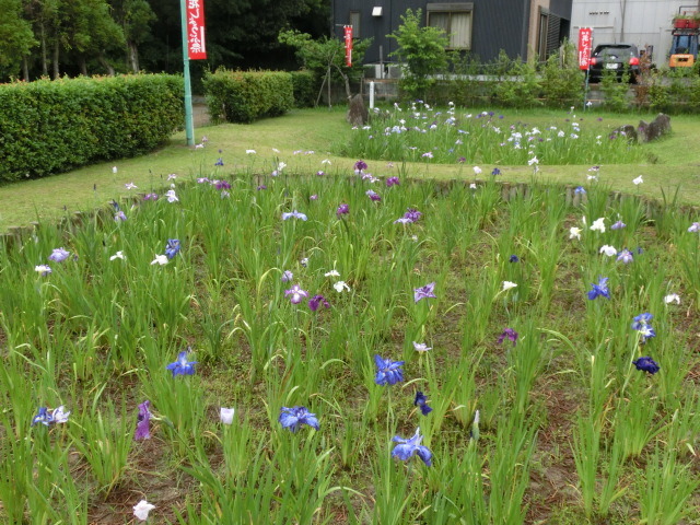 (写真)花しょうぶの補植2