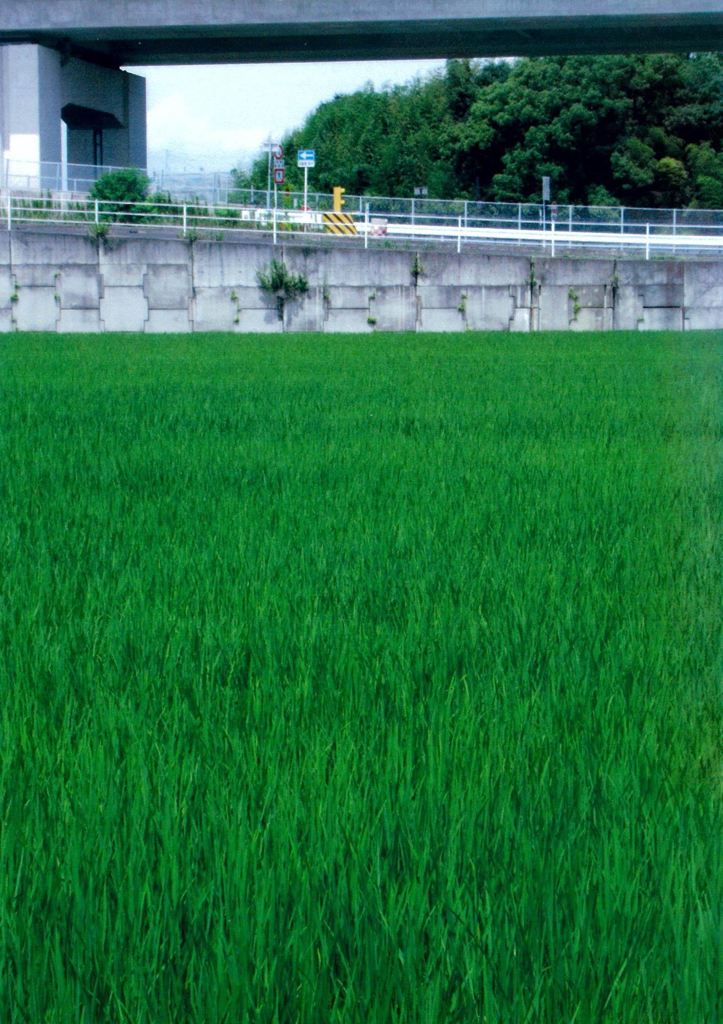 稲田
