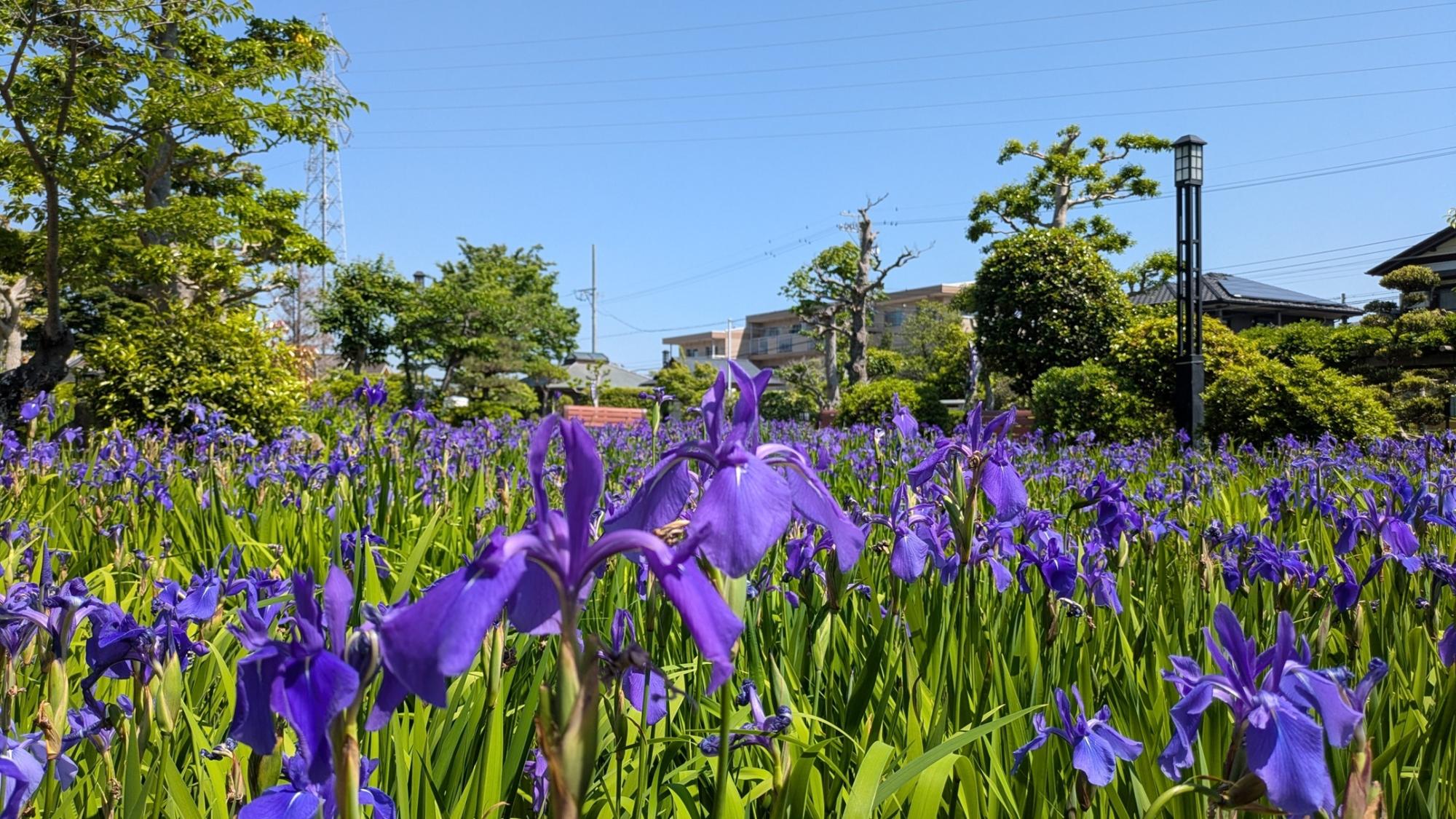 かきつばた