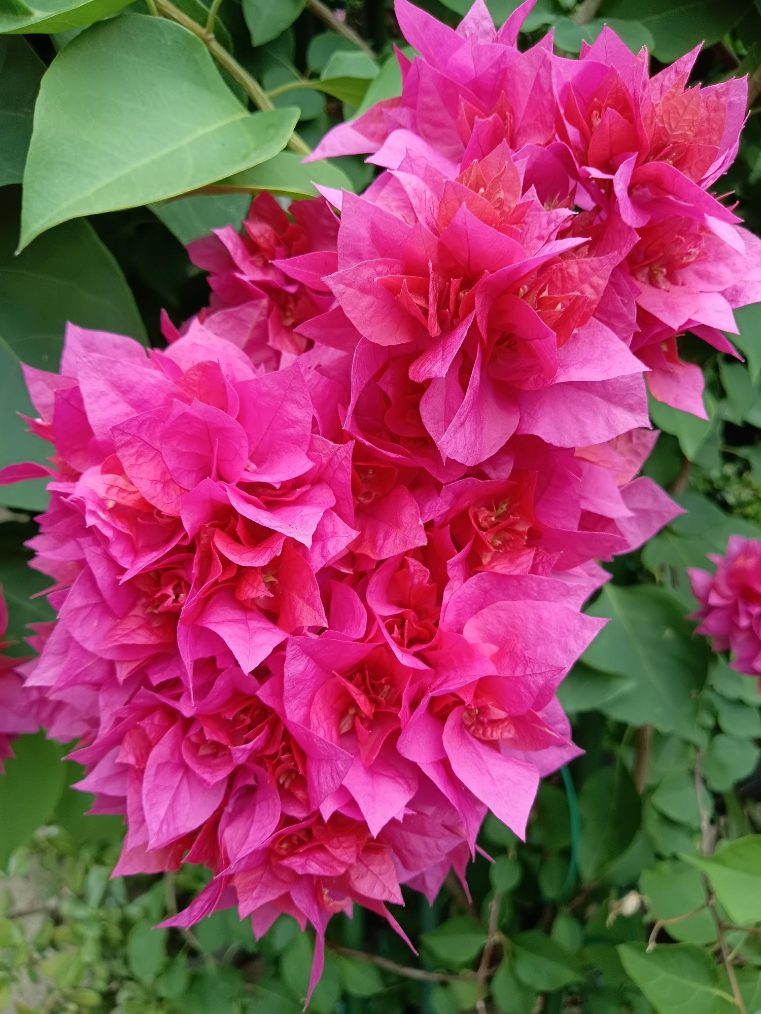 ブーゲンビリア