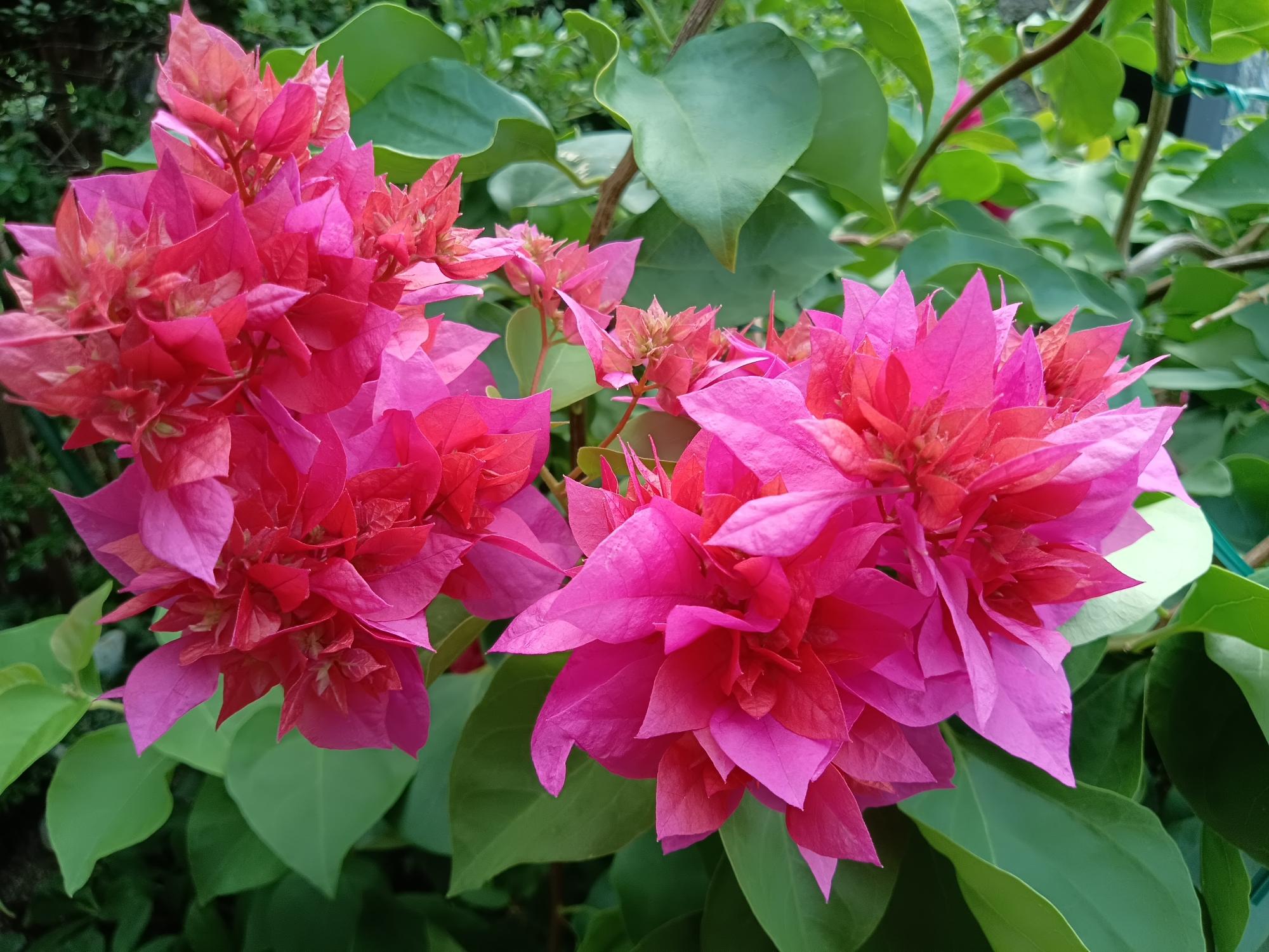 ブーゲンビリア