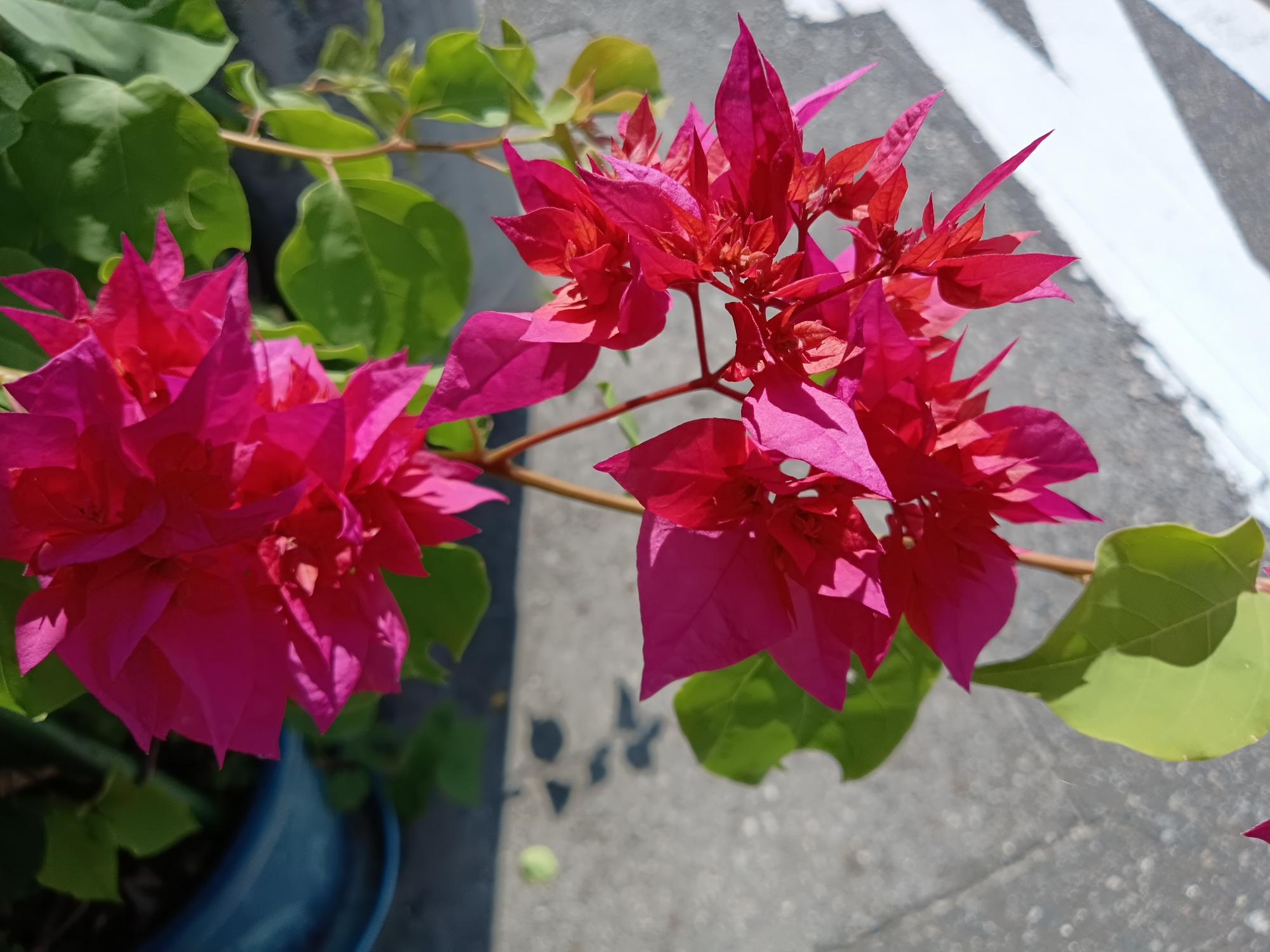 ブーゲンビリア