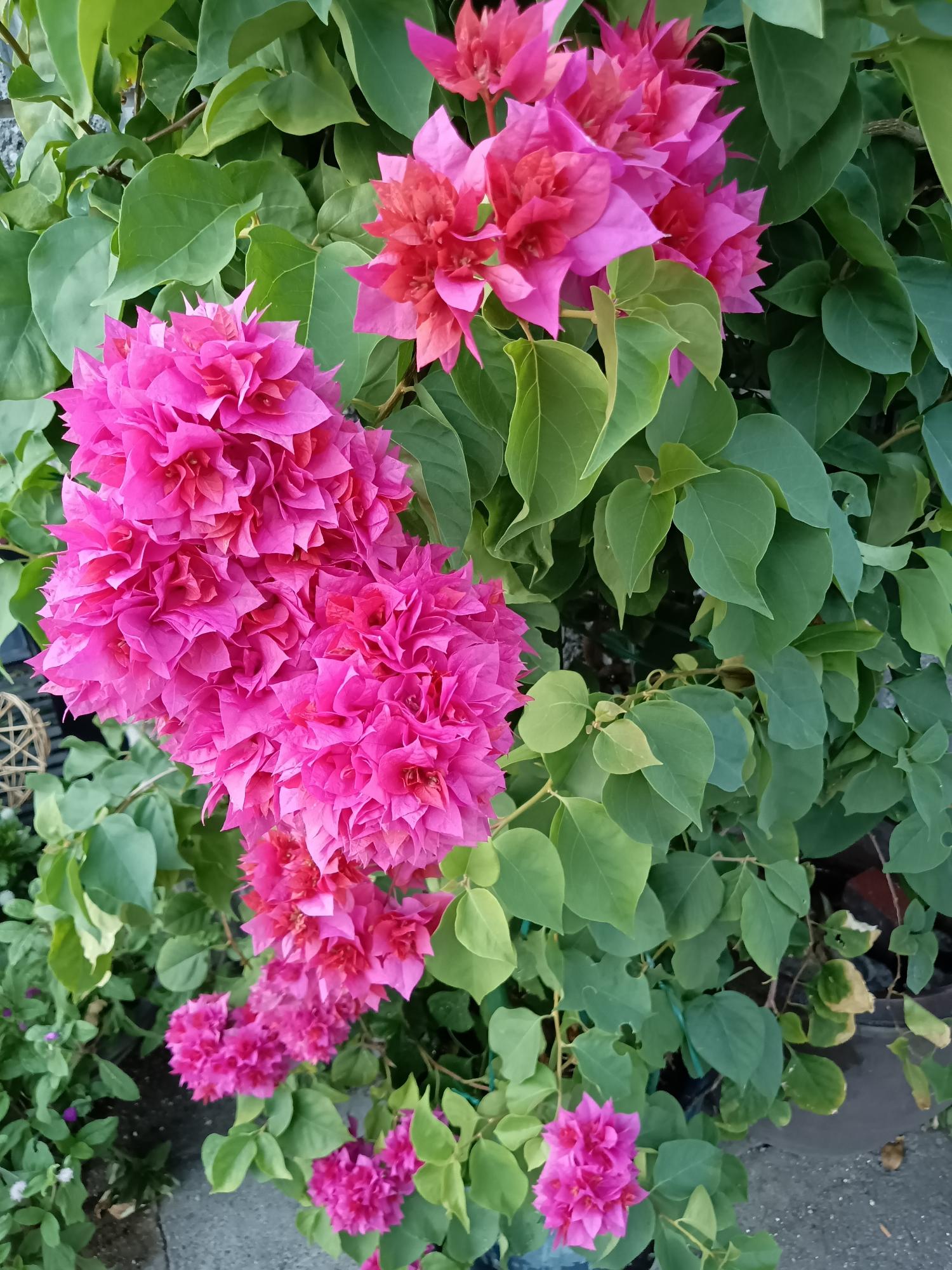 ブーゲンビリア