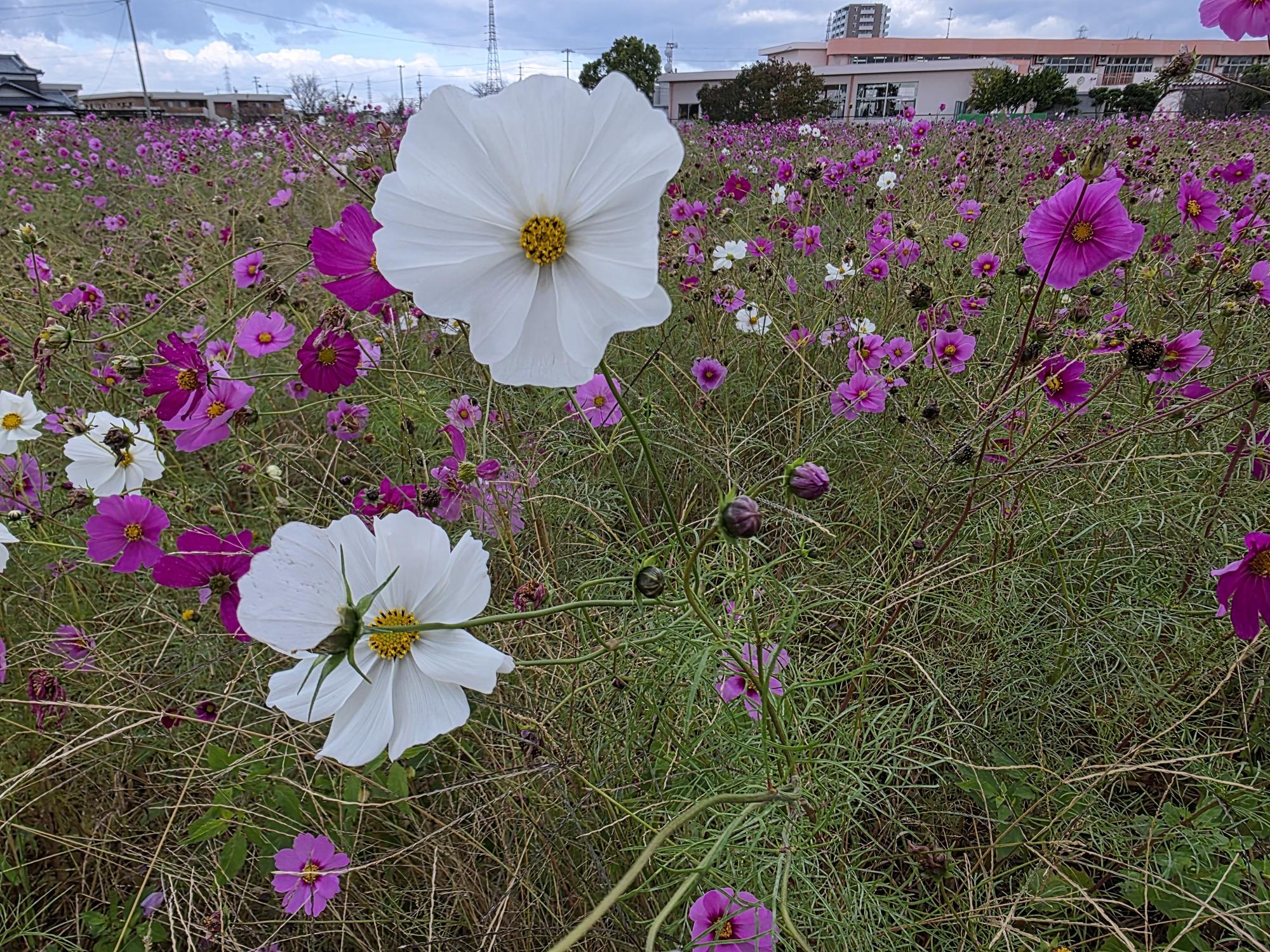 コスモス
