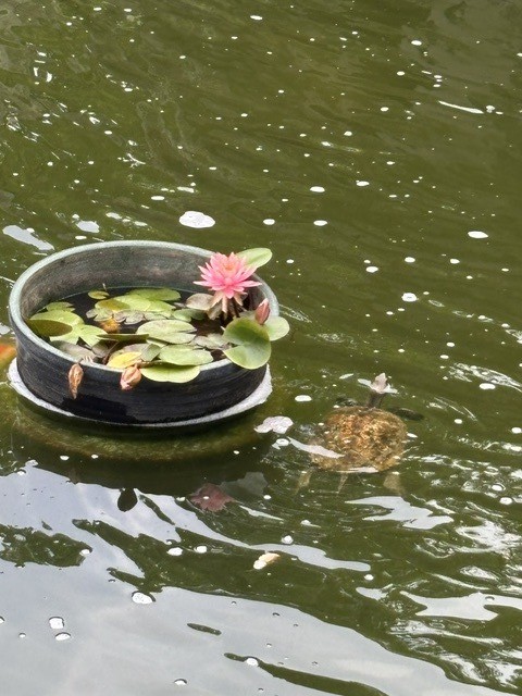 すいれん