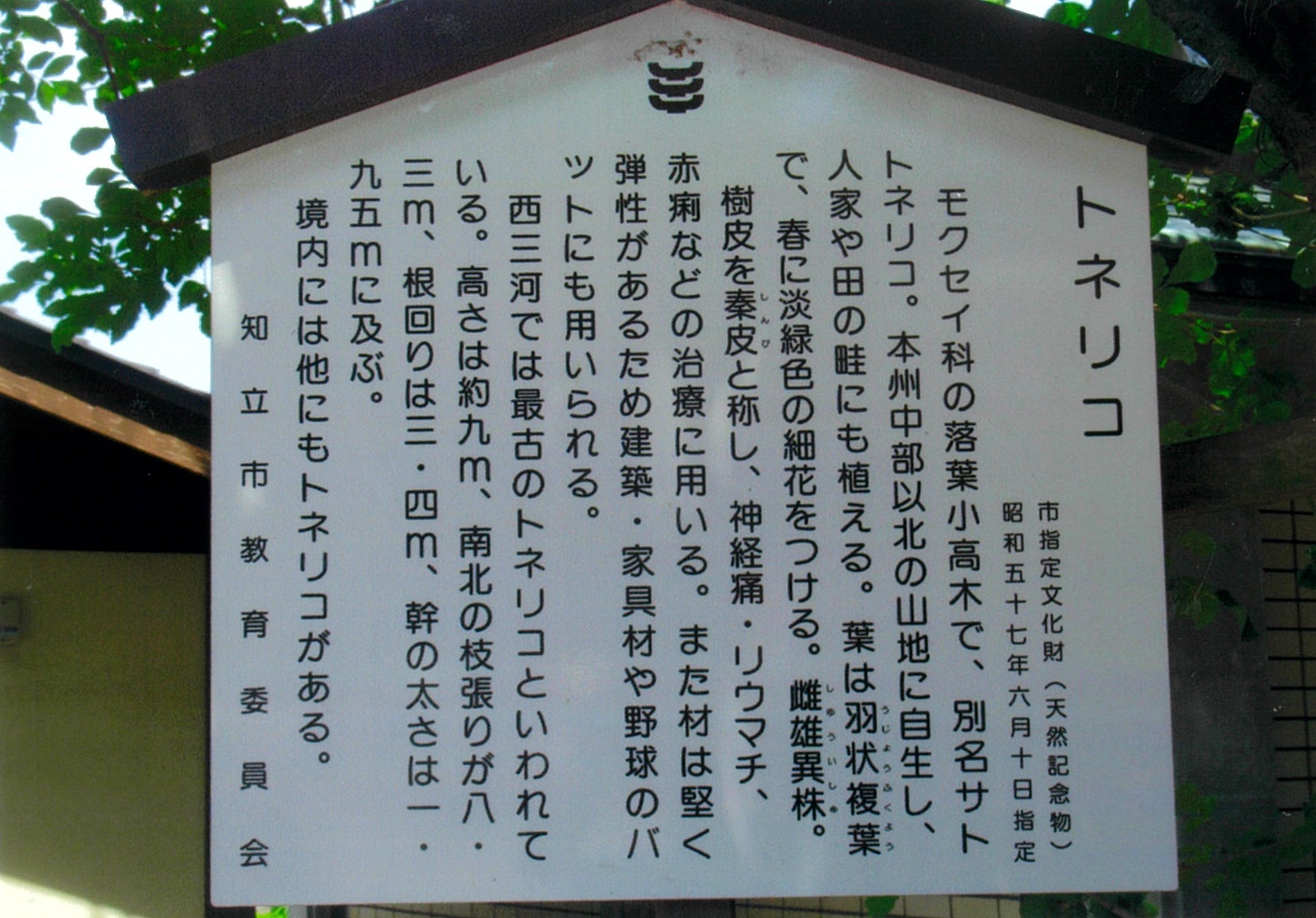 トネリコ
