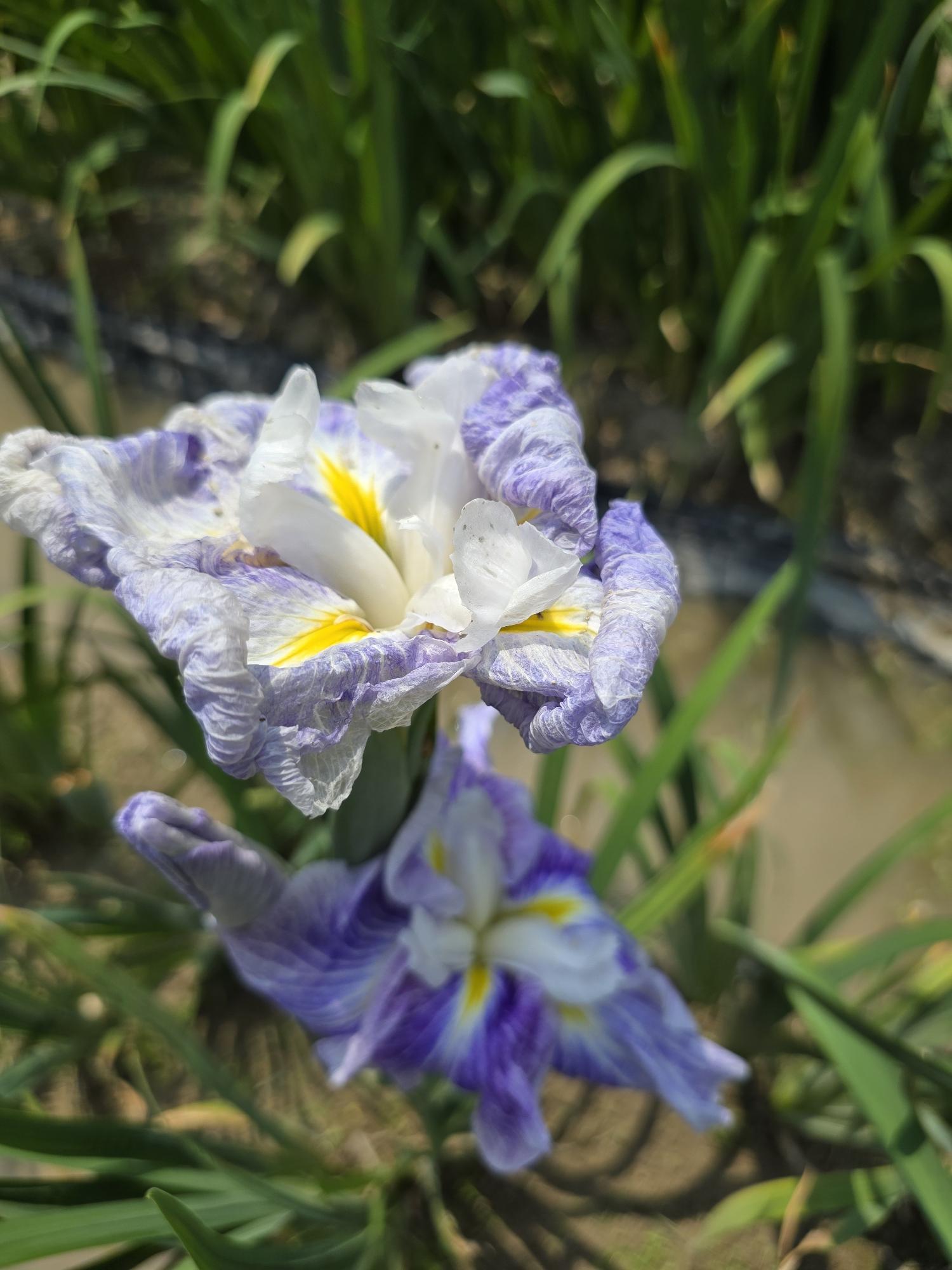 花菖蒲
