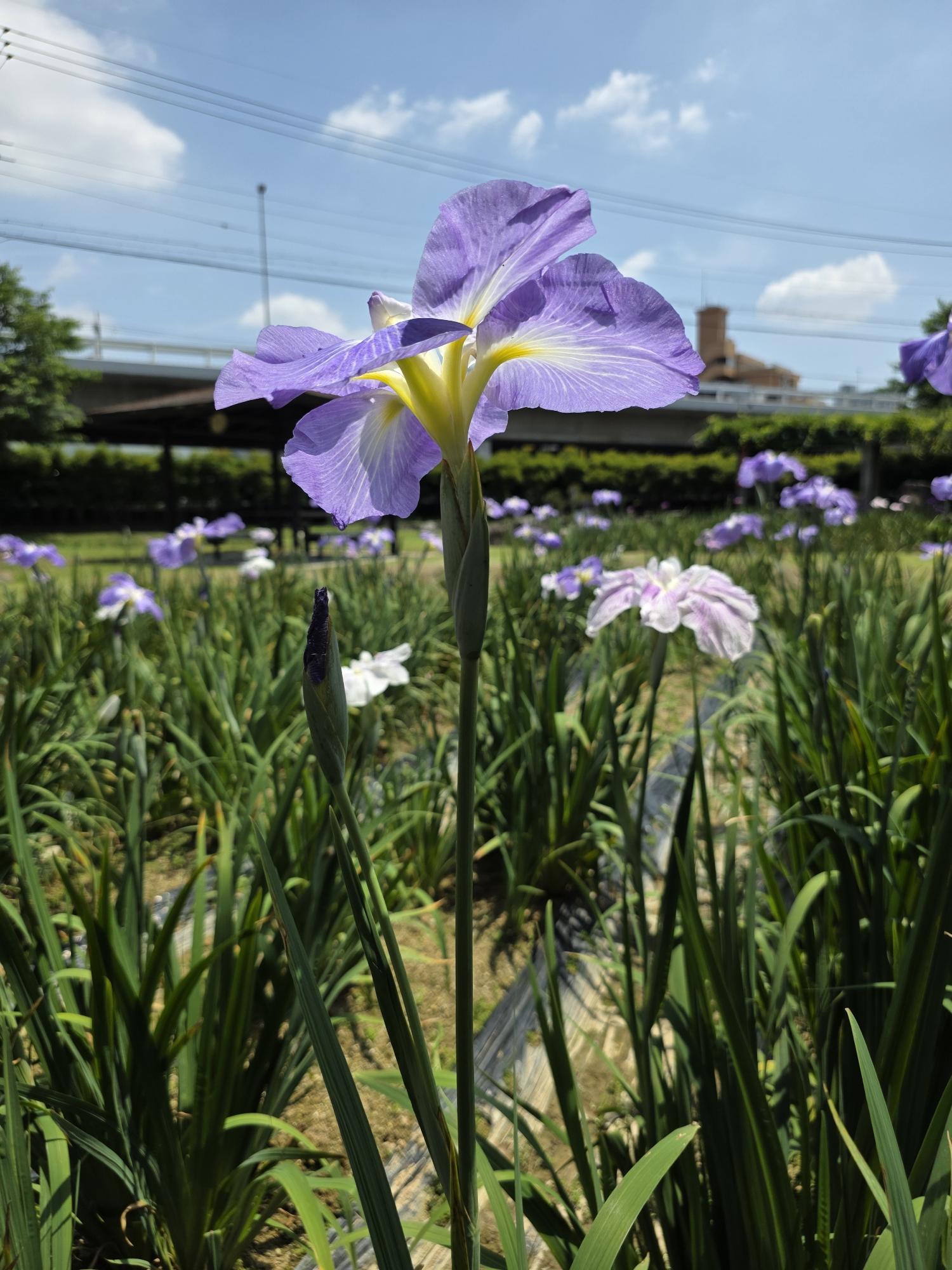 花菖蒲