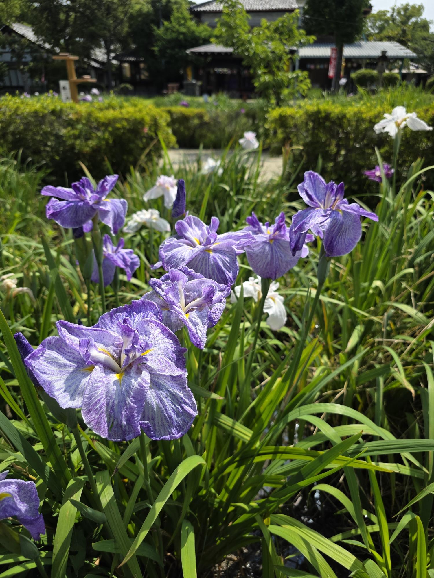 花菖蒲