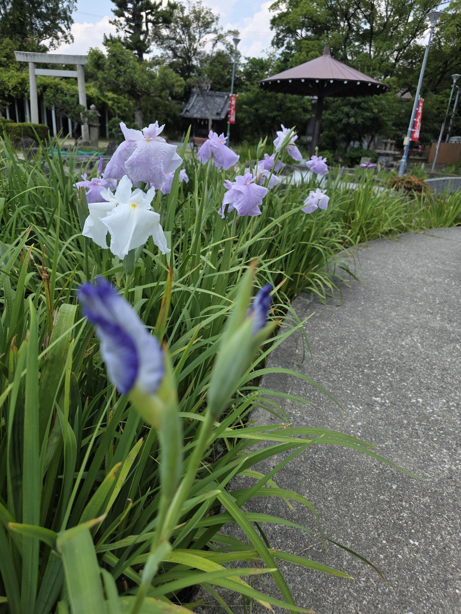 花菖蒲