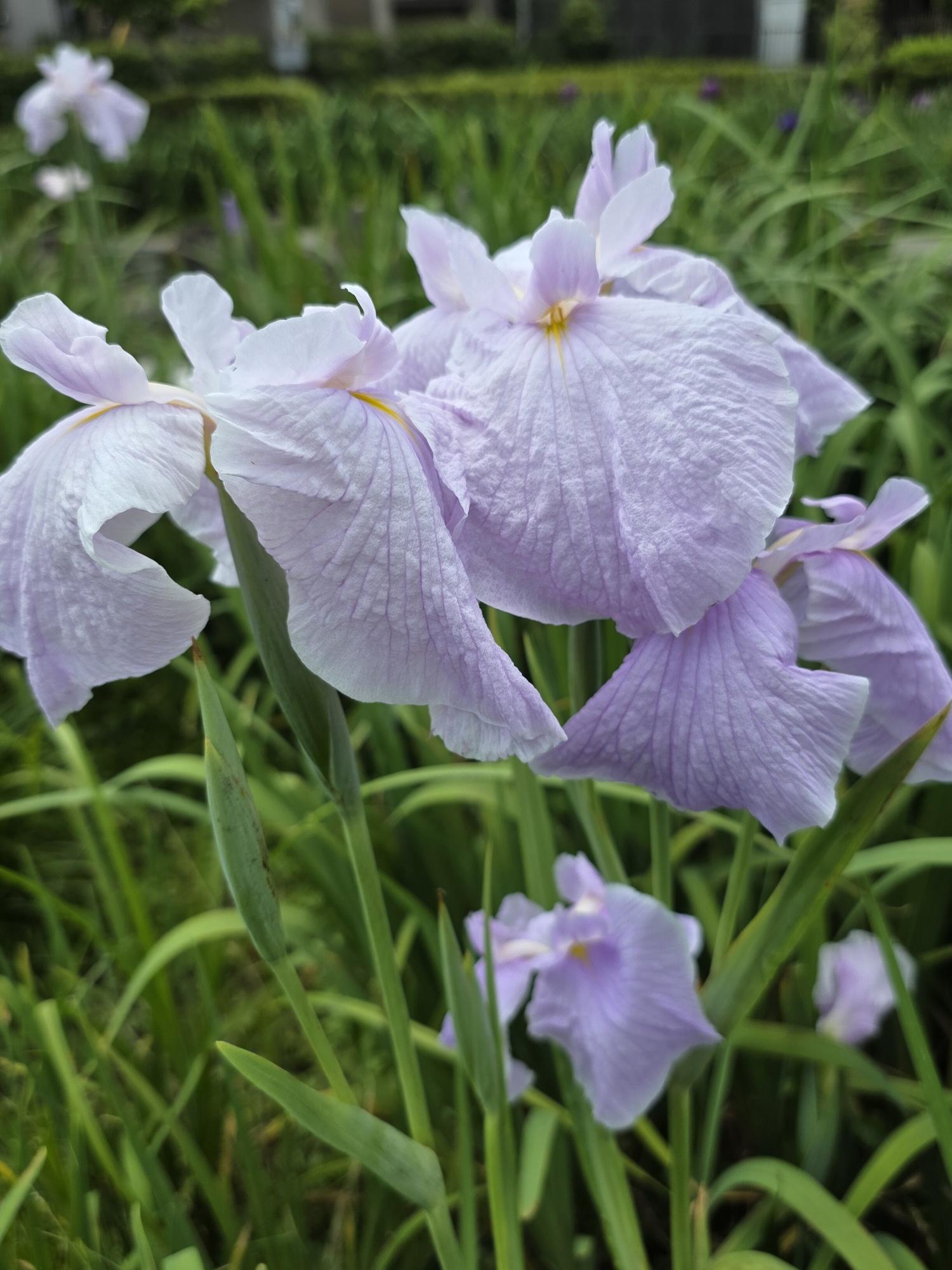 花菖蒲