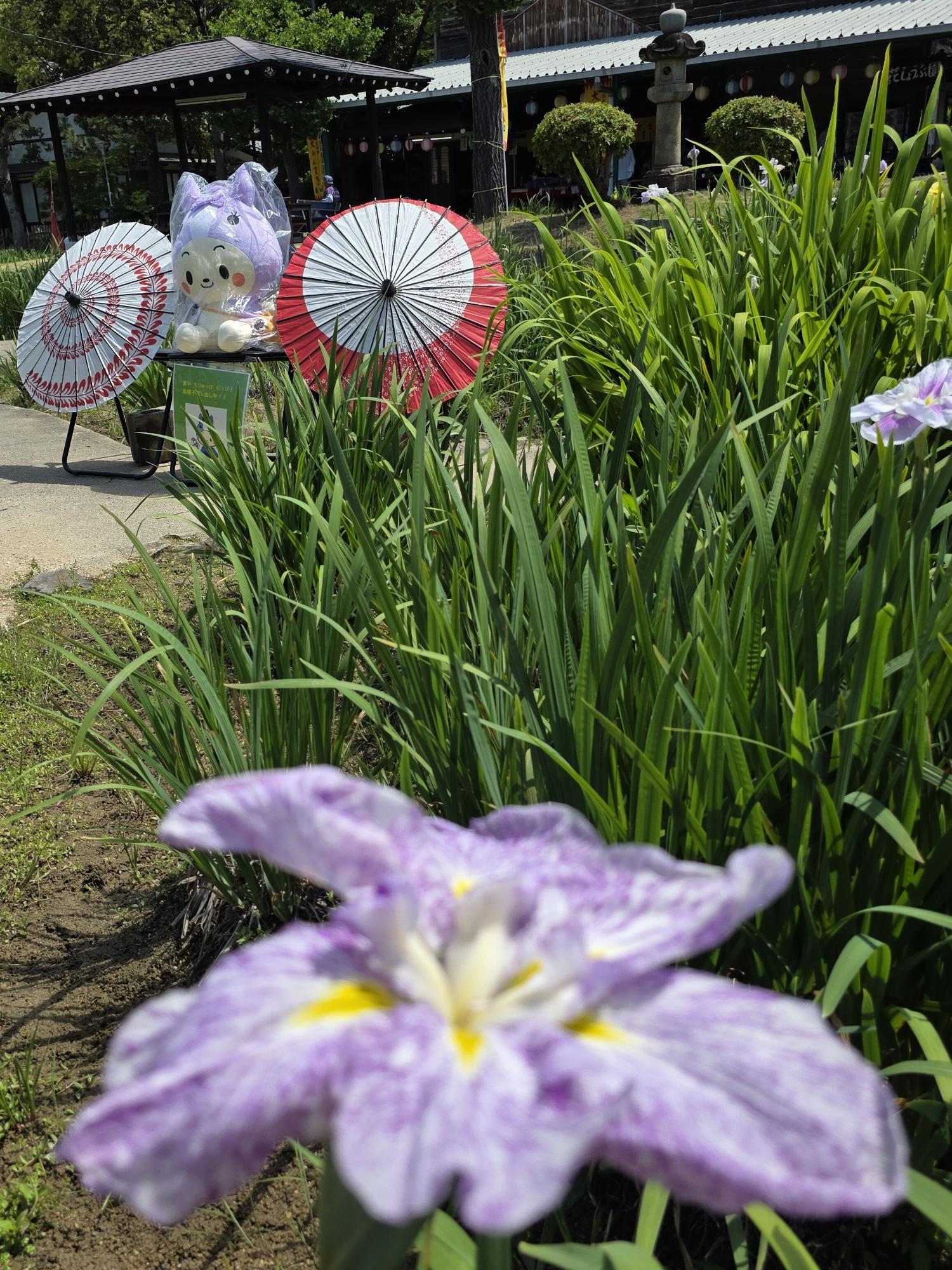 花菖蒲