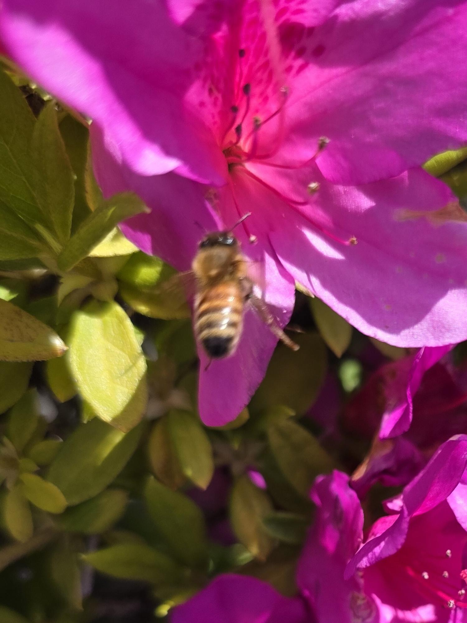 つつじと蜜蜂