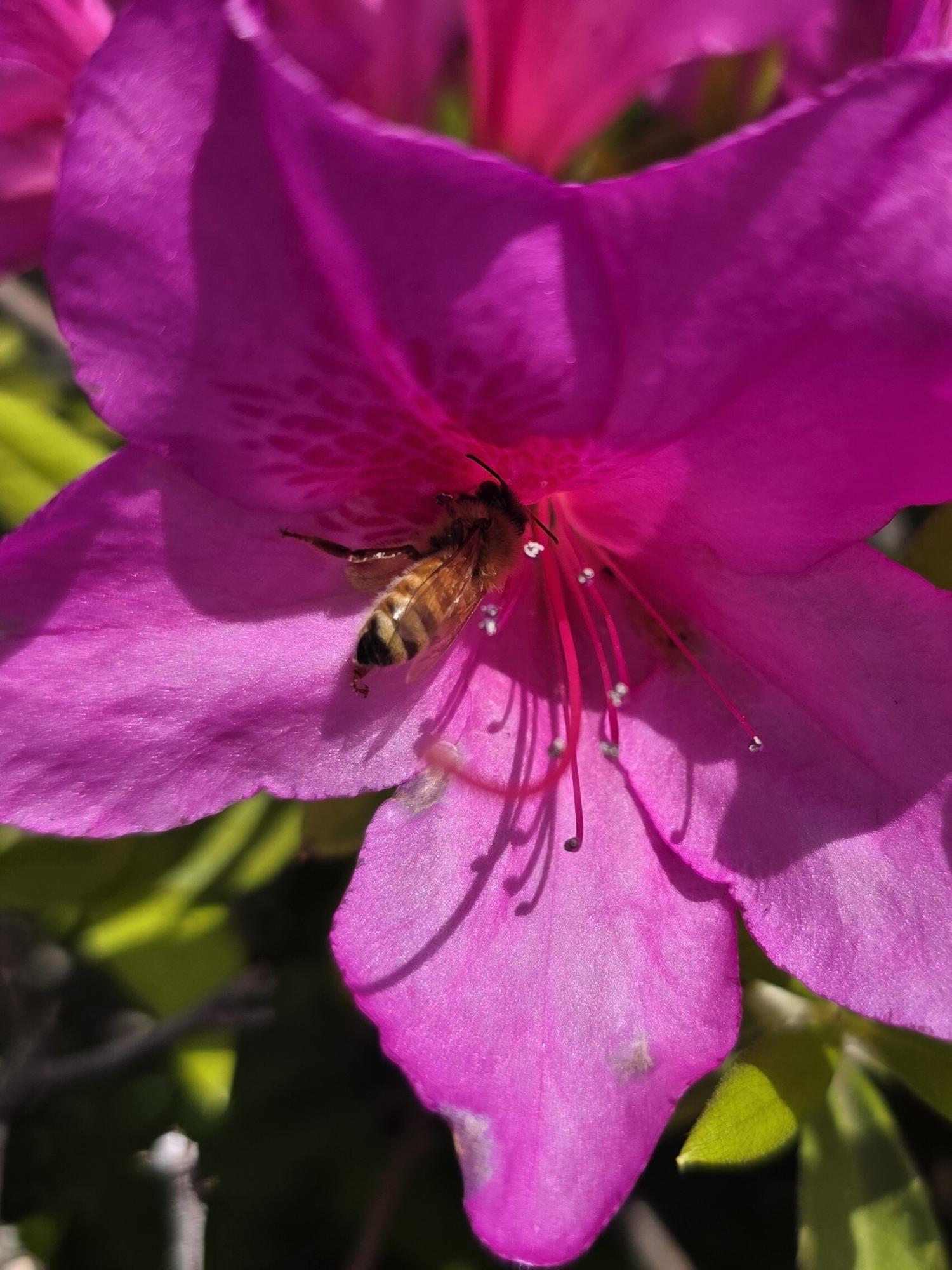 つつじと蜜蜂