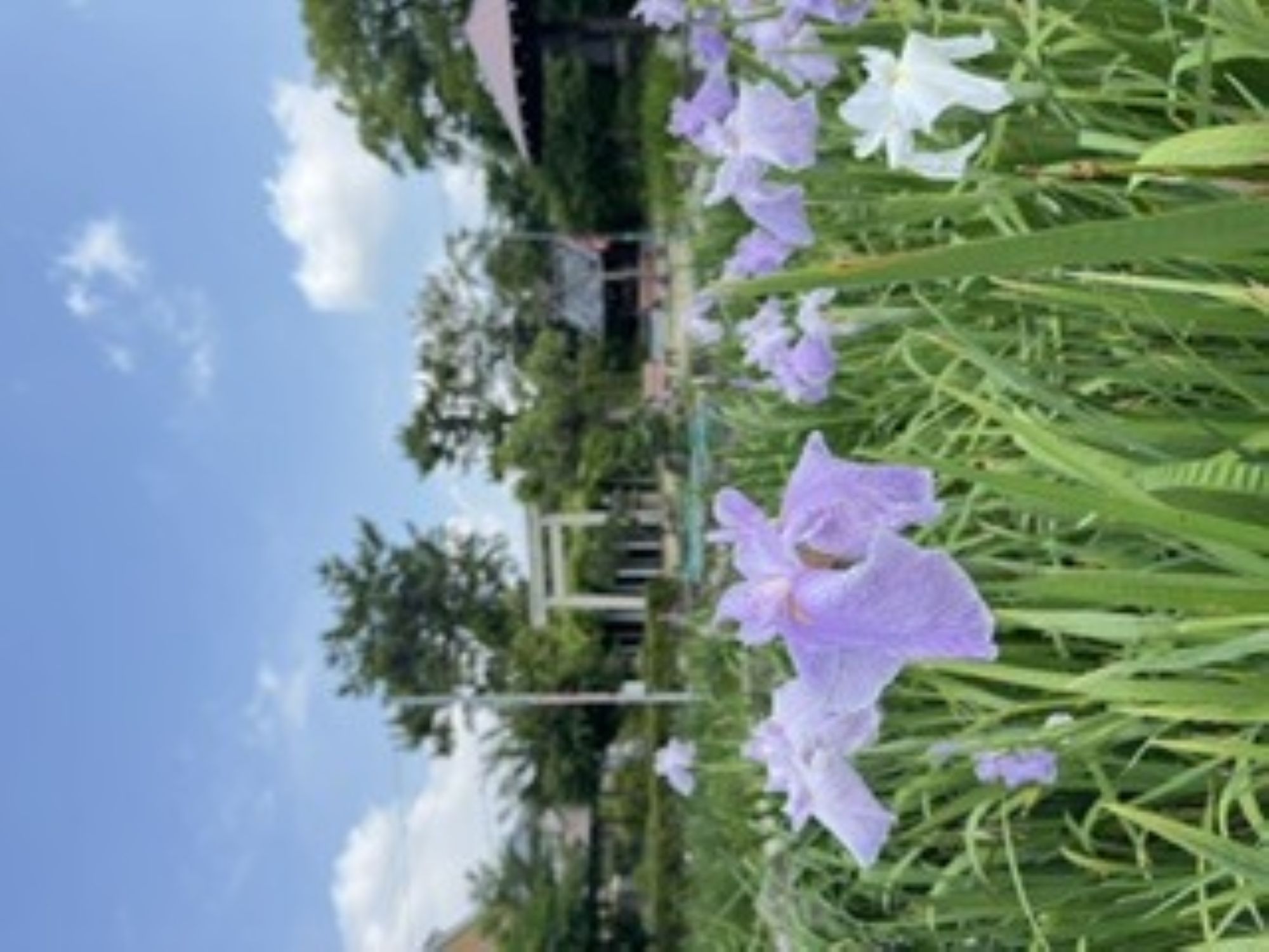 花しょうぶ
