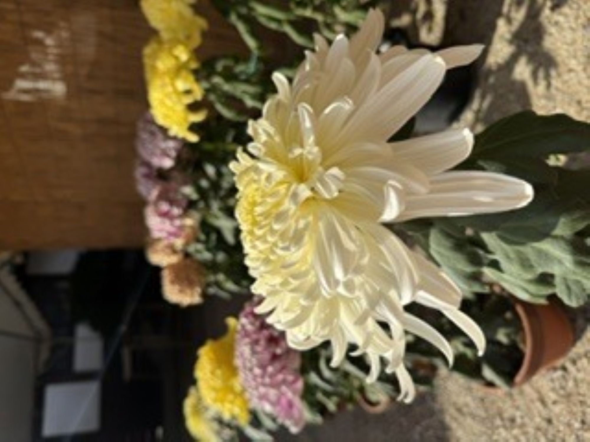菊