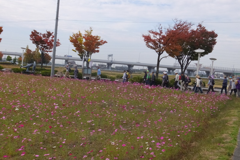 （写真）コスモス