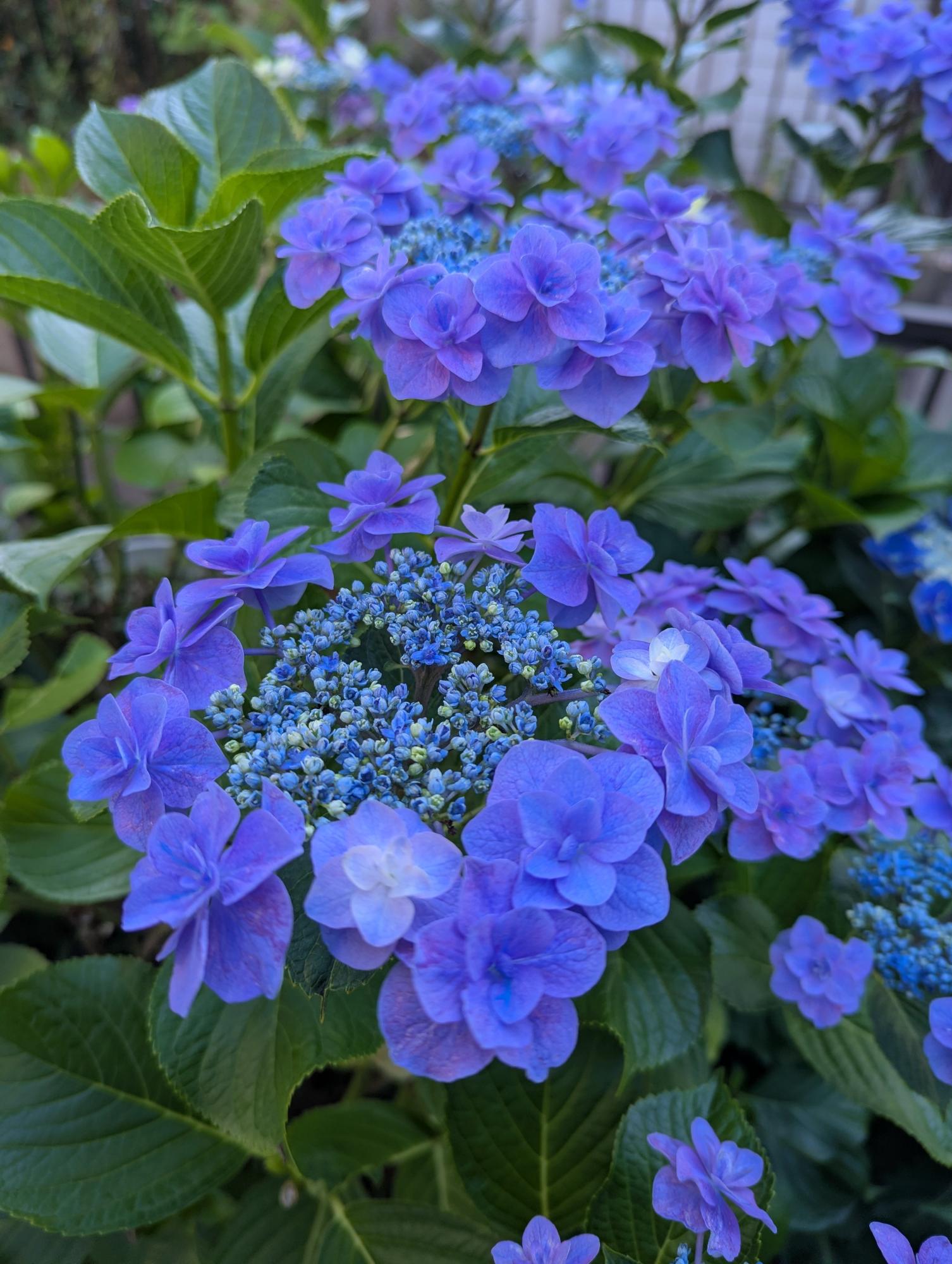紫陽花