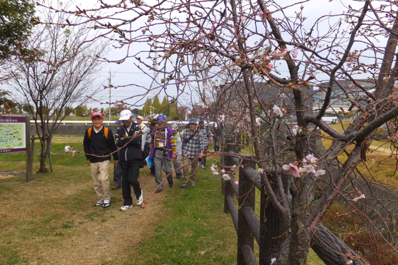 （写真）桜