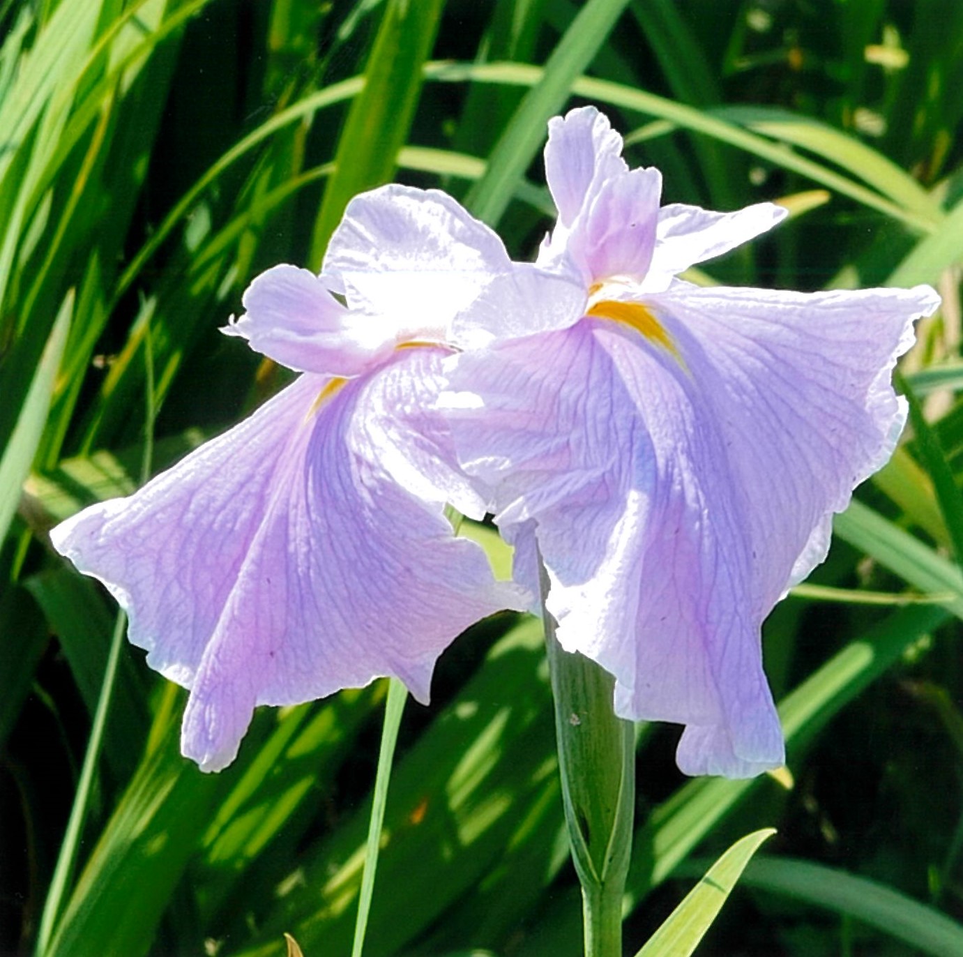 花しょうぶ