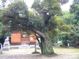 （写真）谷田町神明社のスタジイ