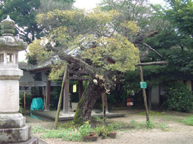 （写真）スタジイ（浄教寺）