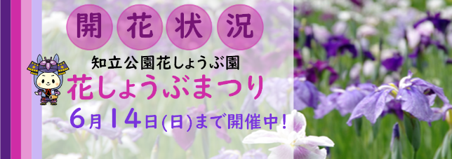 花しょうぶまつり