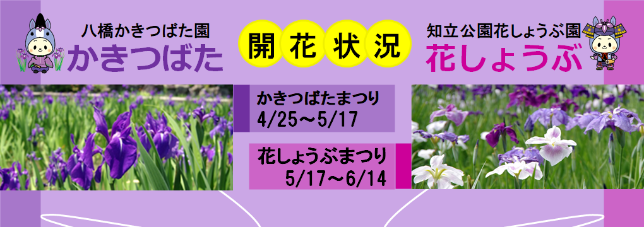 かきつばたまつり花しょうぶまつり