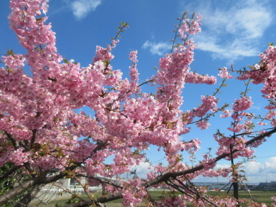 緋寒桜