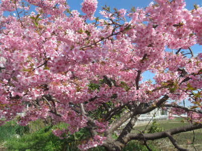 緋寒桜