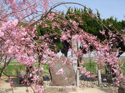 （写真）枝垂桜