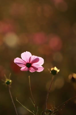 （写真）コスモスの花