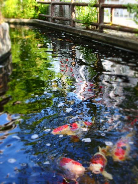 （写真）池に映る鯉と緑